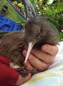 Wellington Community Fund Kiwi chicks spring into life
